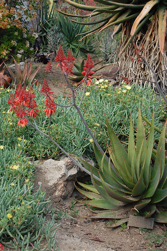 Aloe debrana (Aloe debrana) at Roger's Gardens
