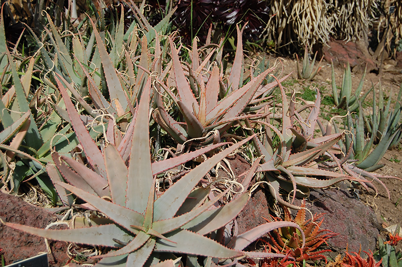 Arabian Aloe (Aloe rubroviolacea) at Roger's Gardens