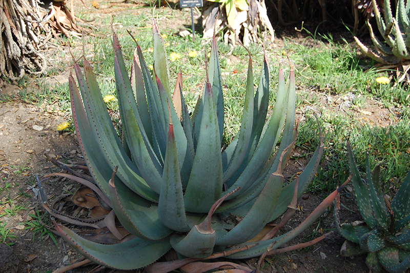 Reitz's Aloe (Aloe reitzii) at Roger's Gardens