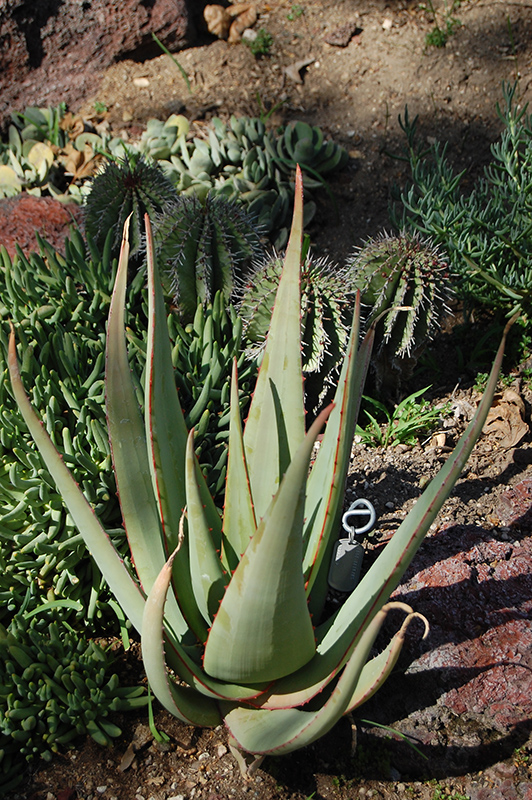 Aloe elegans (Aloe elegans) at Roger's Gardens