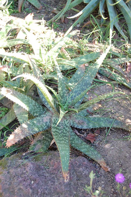 Icena (Aloe greenii) at Roger's Gardens