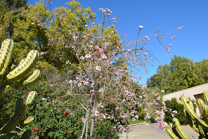 Baja Spurge (Euphorbia xantii) at Roger's Gardens