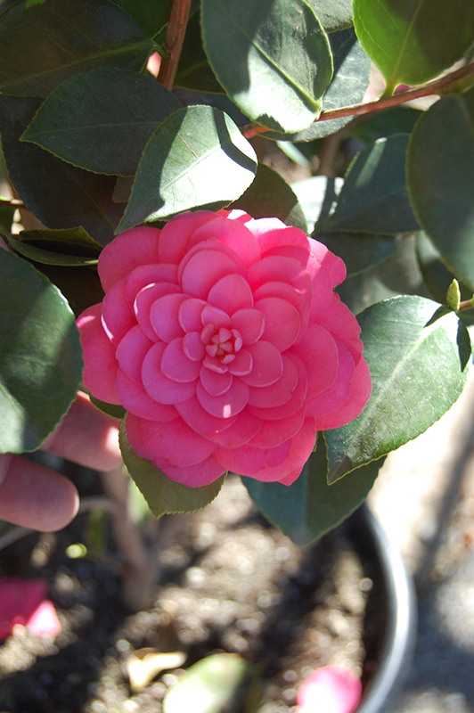 Mrs. Tingley Camellia (Camellia japonica 'Mrs. Tingley') at Roger's Gardens
