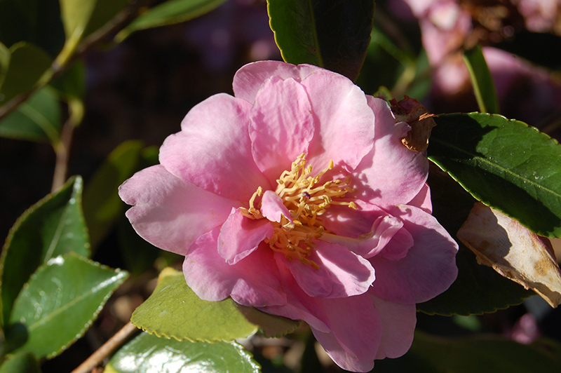 Showa-No-Sakae Camellia (Camellia sasanqua 'Showa-No-Sakae') at Roger's Gardens