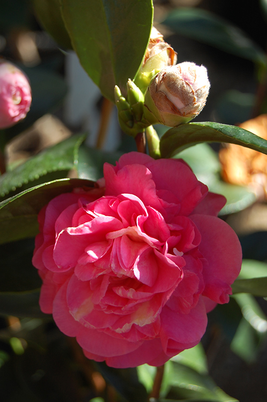 Carter's Sunburst Pink Variegated Camellia (Camellia japonica 'Carter's Sunburst Pink Variegated') at Roger's Gardens