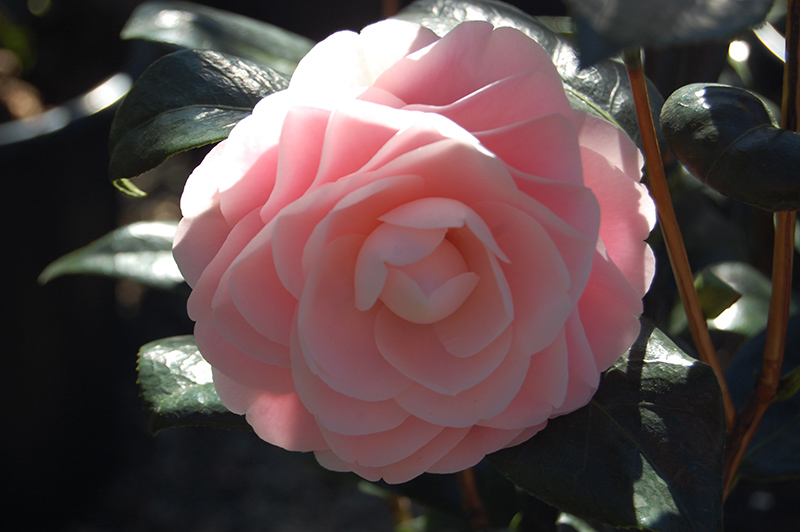 Pink Perfection Camellia (Camellia japonica 'Pink Perfection') at Roger's Gardens