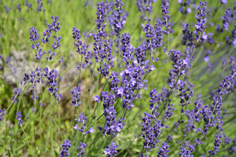 Provence Blue Lavender (Lavandula angustifolia 'Provence Blue') at Roger's Gardens