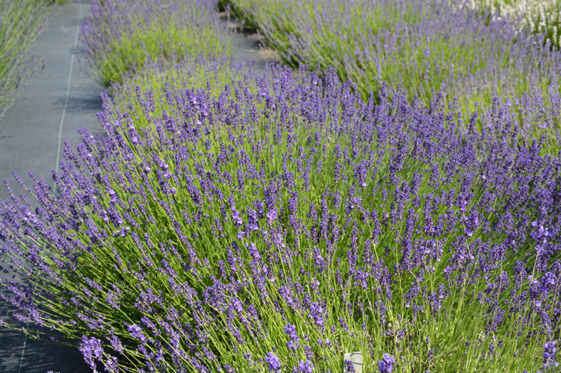 Provence Blue Lavender (Lavandula angustifolia 'Provence Blue') at Roger's Gardens