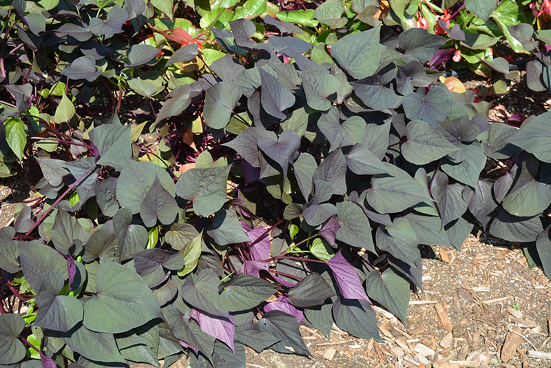 Black Heart Sweet Potato Vine (Ipomoea batatas 'Black Heart') at Roger's Gardens