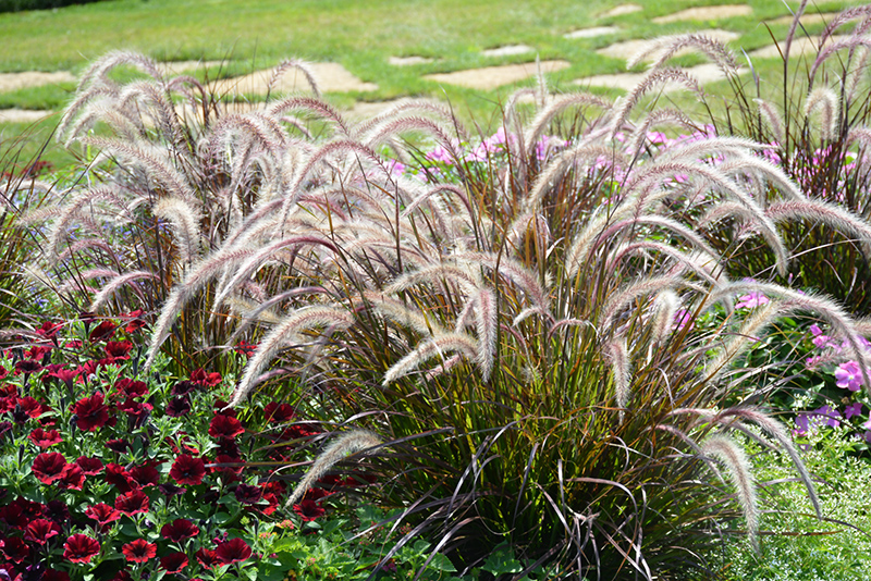 Fountain Grass (Pennisetum setaceum) at Roger's Gardens