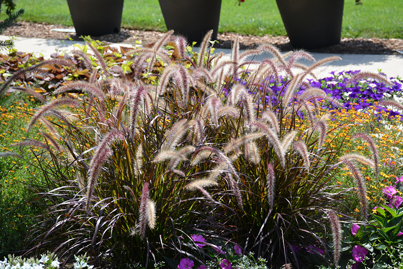 Red Riding Hood Purple Fountain Grass (Pennisetum setaceum 'Red Riding Hood') at Roger's Gardens