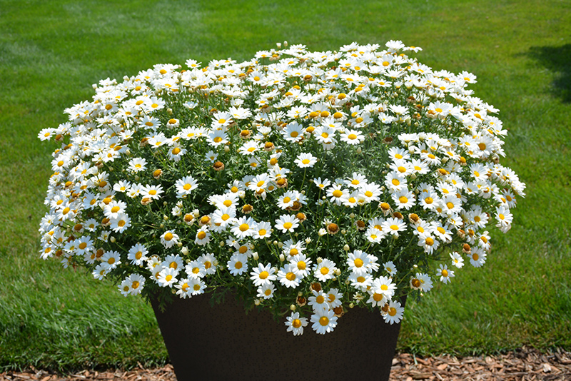 Pure White Butterfly Marguerite Daisy (Argyranthemum frutescens 'G14420') at Roger's Gardens