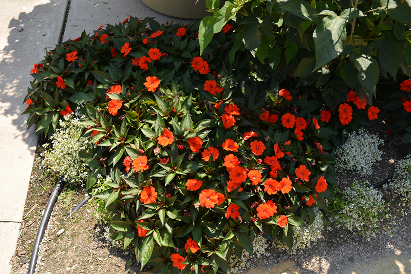SunPatiens Compact Orange New Guinea Impatiens (Impatiens 'SunPatiens Compact Orange') at Roger's Gardens