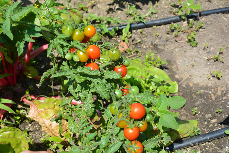 Homegrown Cherry Tomato (Solanum lycopersicum 'Homegrown Cherry') at Roger's Gardens