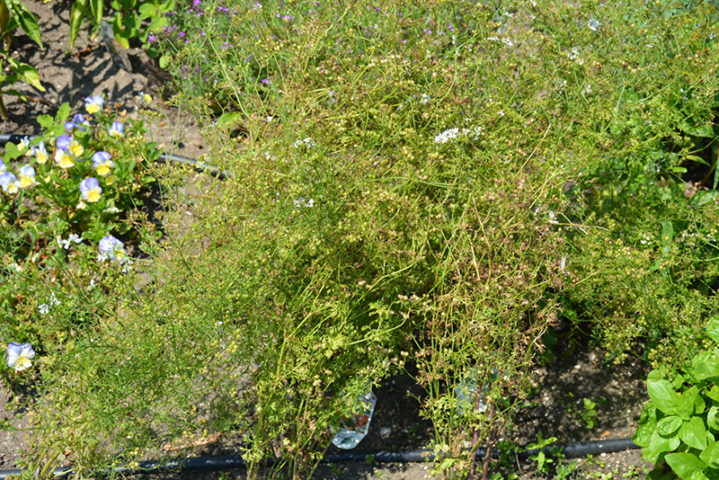 Slow Bolt Cilantro (Coriandrum sativum 'Slow Bolt') at Roger's Gardens