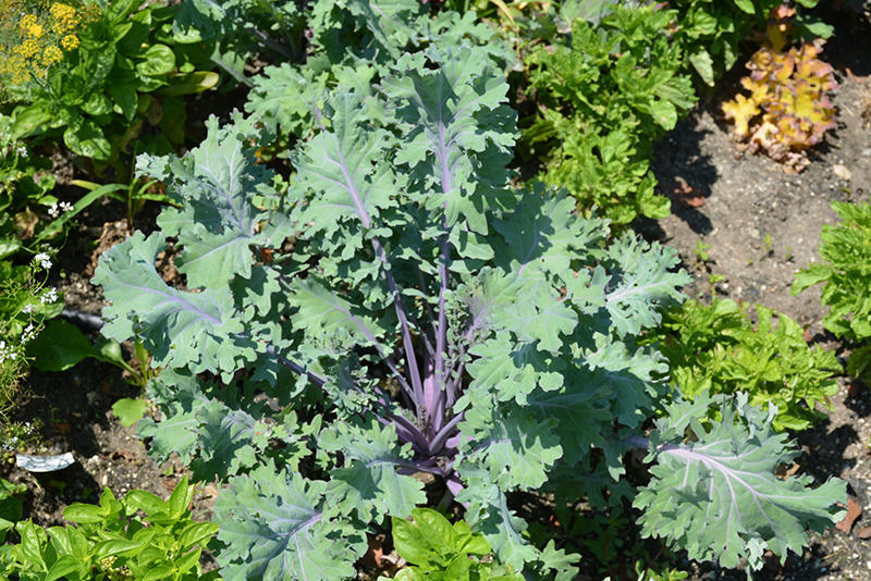 Marrow Stem Kale (Brassica oleracea var. medullosa) at Roger's Gardens