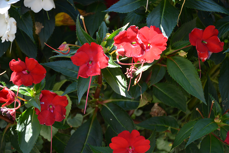 Infinity Red New Guinea Impatiens (Impatiens hawkeri 'Vinfsalbis') at Roger's Gardens