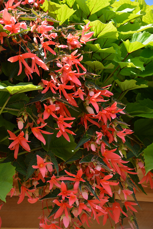 San Francisco Begonia (Begonia boliviensis 'San Francisco') at Roger's Gardens