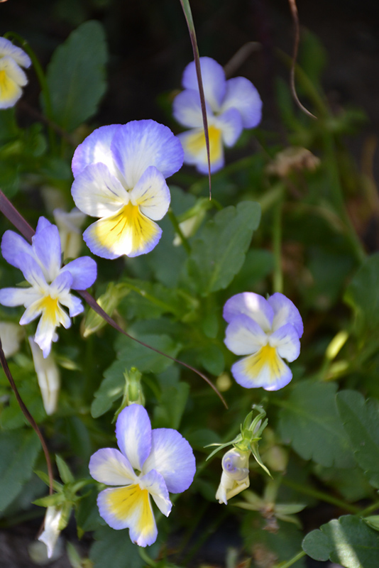 Anytime Iris Pansiola (Viola x wittrockiana 'Anytime Iris') at Roger's Gardens