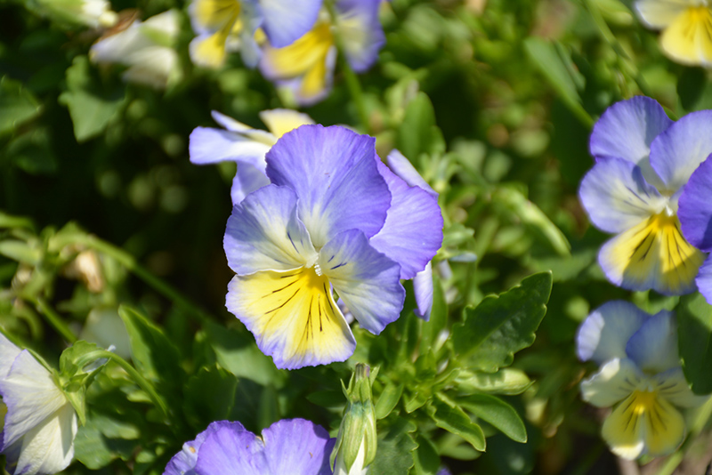 Anytime Iris Pansiola (Viola x wittrockiana 'Anytime Iris') at Roger's Gardens
