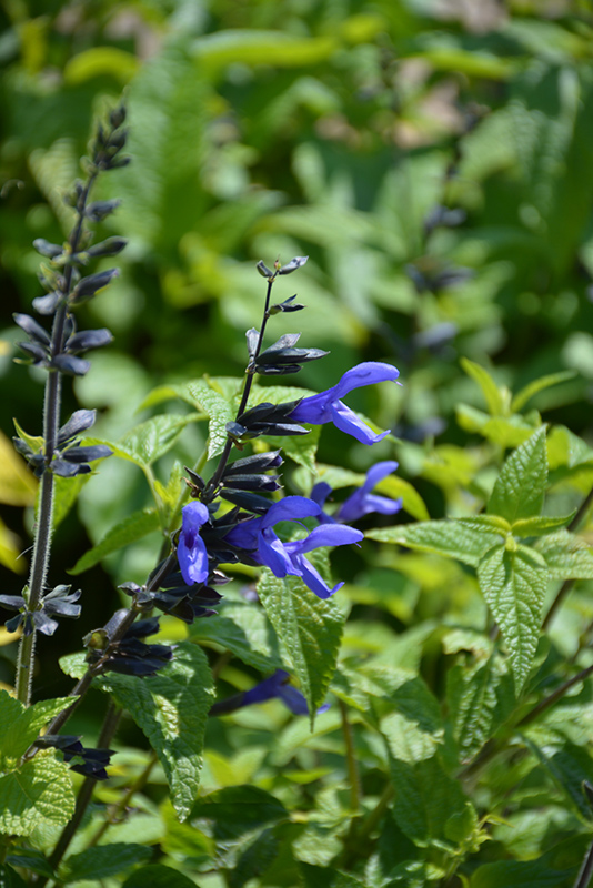 Black And Blue Anise Sage (Salvia guaranitica 'Black And Blue') at Roger's Gardens