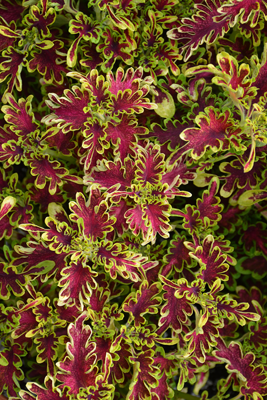 Under The Sea Electric Coral Coleus (Solenostemon scutellarioides 'Electric Coral') at Roger's Gardens