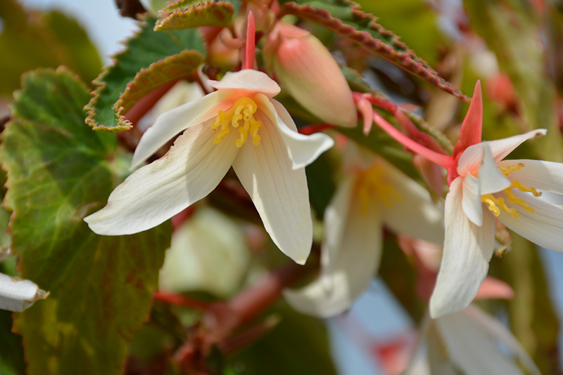 Bossa Nova Pure White Begonia (Begonia boliviensis 'Bossa Nova Pure White') at Roger's Gardens
