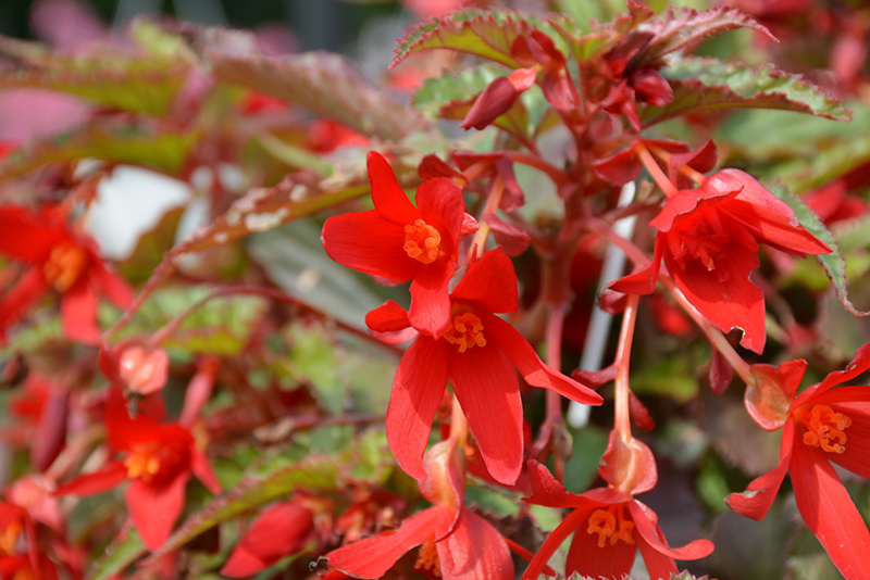 Beauvilia Red Begonia (Begonia boliviensis 'Beauvilia Red') at Roger's Gardens