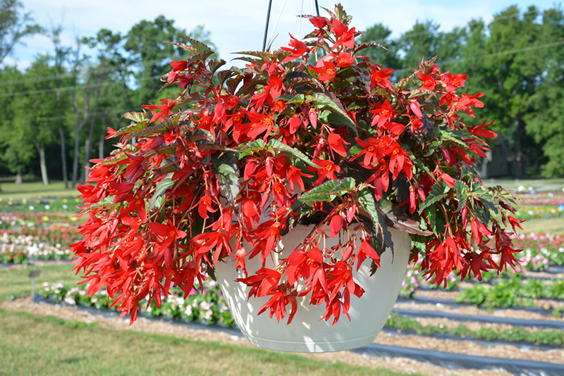 Beauvilia Red Begonia (Begonia boliviensis 'Beauvilia Red') at Roger's Gardens