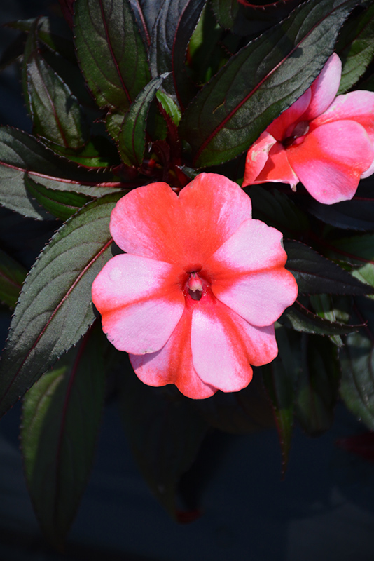 Sonic Sweet Red New Guinea Impatiens (Impatiens 'Sonic Sweet Red') at Roger's Gardens