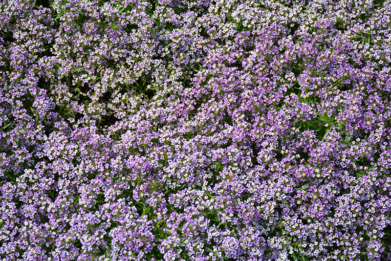 Yolo Lavender Sweet Alyssum (Lobularia maritima 'Yolo Lavender') at Roger's Gardens