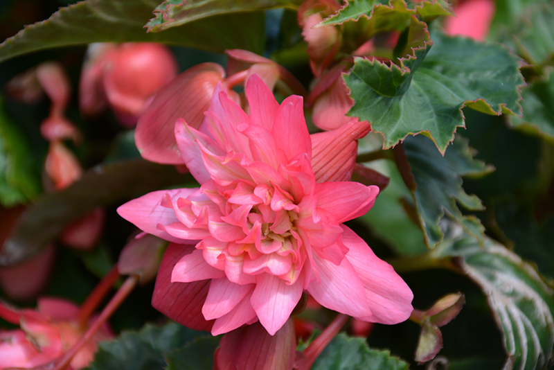 Funky Pink Begonia (Begonia 'Funky Pink') at Roger's Gardens