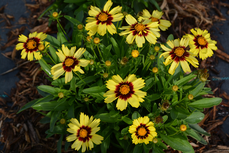 UpTick Yellow and Red Tickseed (Coreopsis 'Baluptowed') at Roger's Gardens