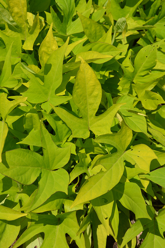 Sweet Georgia Light Green Sweet Potato Vine (Ipomoea batatas 'Sweet Georgia Light Green') at Roger's Gardens