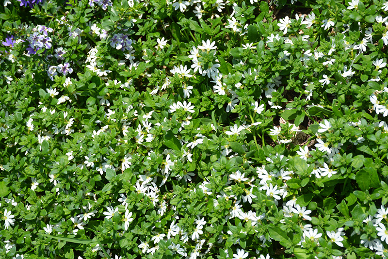 Scampi White Fan Flower (Scaevola aemula 'Scampi White') at Roger's Gardens