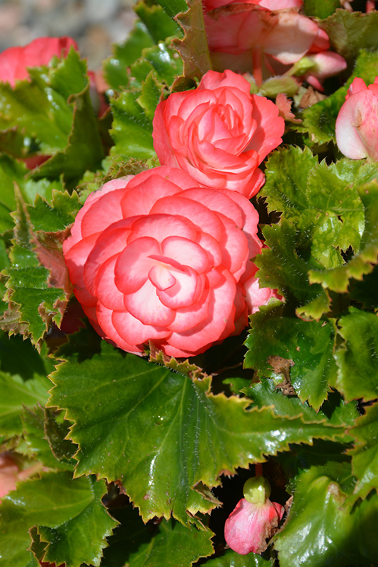 On Top Fandango Begonia (Begonia 'AmeriHybrid On Top Fandango') at Roger's Gardens