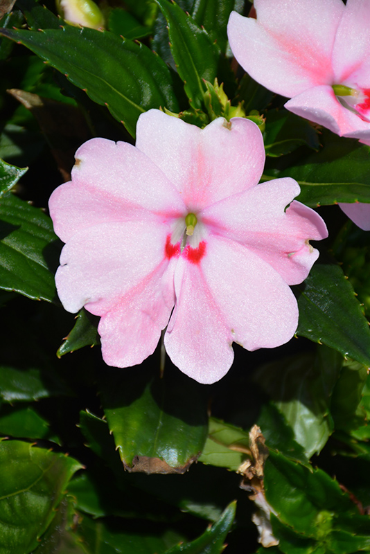 SunPatiens Spreading Pink Kiss New Guinea Impatiens (Impatiens 'SAKIMP043') at Roger's Gardens