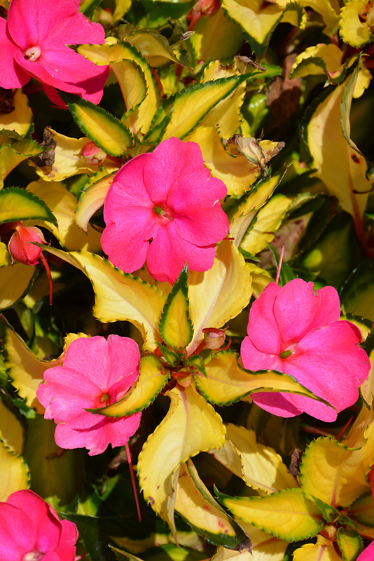 SunPatiens Compact Tropical Rose New Guinea Impatiens (Impatiens 'SunPatiens Compact Tropical Rose') at Roger's Gardens