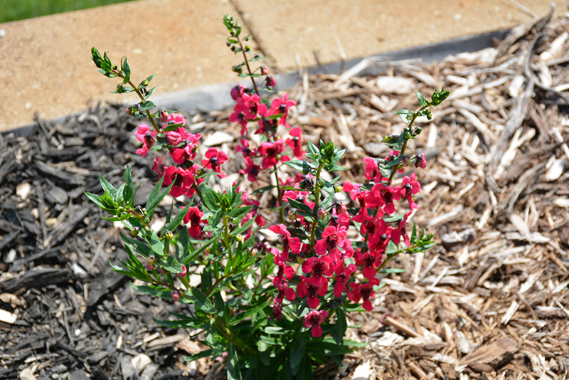 Archangel Cherry Red Angelonia (Angelonia angustifolia 'Balarcher') at Roger's Gardens