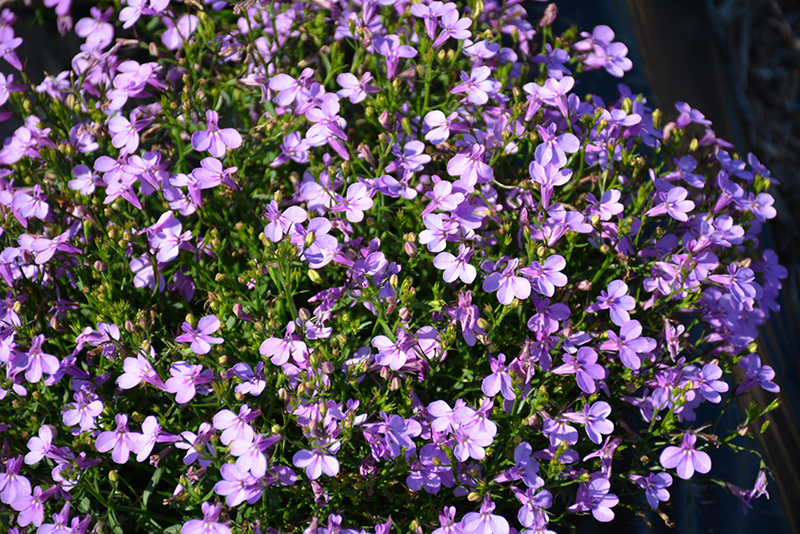 Lobelix Lilac Lobelia (Lobelia 'Lobelix Lilac') at Roger's Gardens