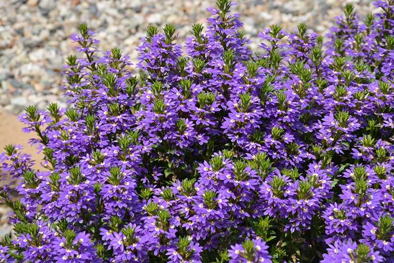 Purple Haze Fan Flower (Scaevola aemula 'Purple Haze') at Roger's Gardens