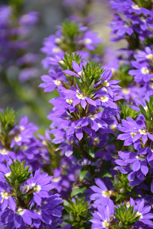 Purple Haze Fan Flower (Scaevola aemula 'Purple Haze') in Orange County ...