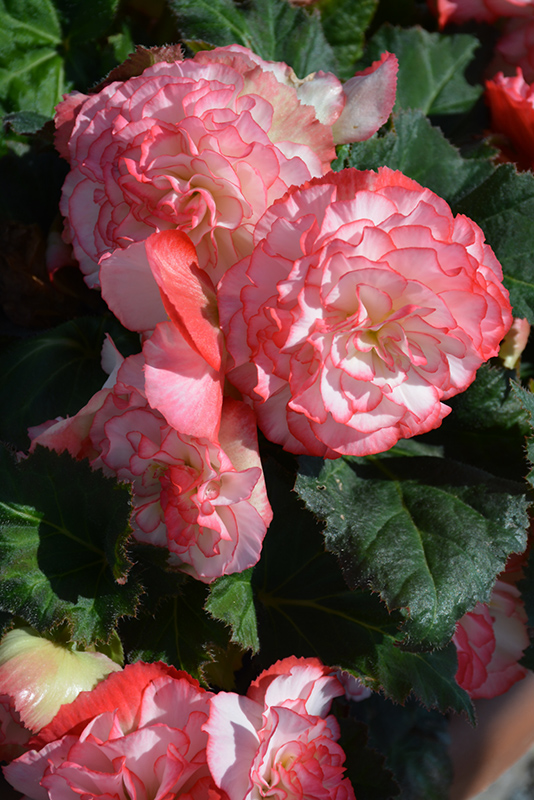 Nonstop Rose Petticoat Begonia (Begonia 'Nonstop Rose Petticoat') at Roger's Gardens
