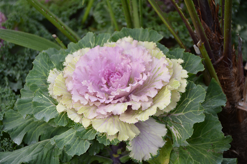Osaka Pink Ornamental Cabbage (Brassica oleracea 'Osaka Pink') at Roger's Gardens