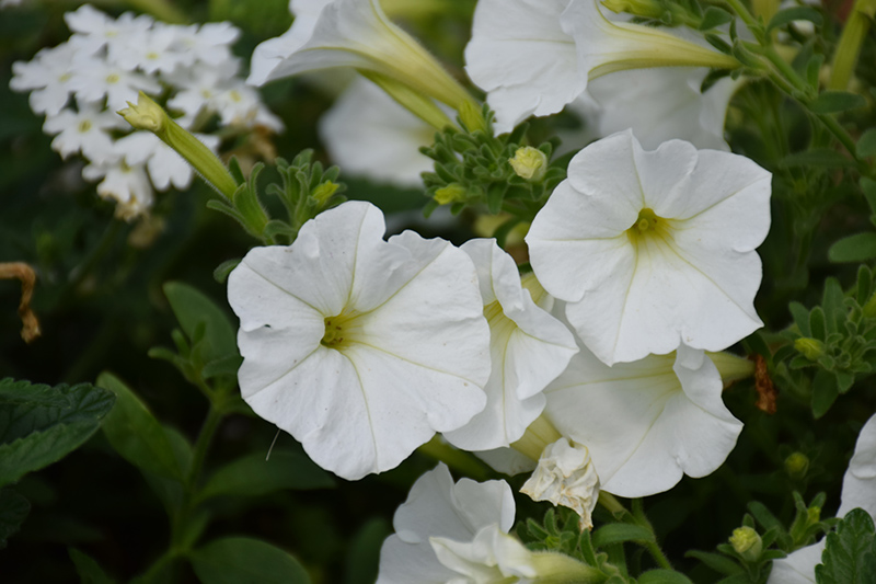 Supertunia White Petunia (Petunia 'Supertunia White') at Roger's Gardens