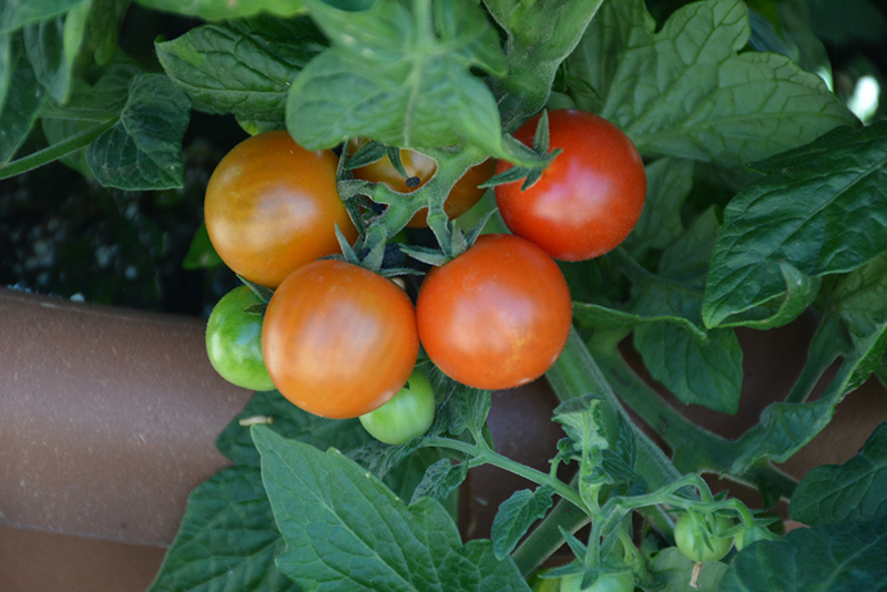 Little Bing Tomato (Solanum lycopersicum 'Little Bing') at Roger's Gardens