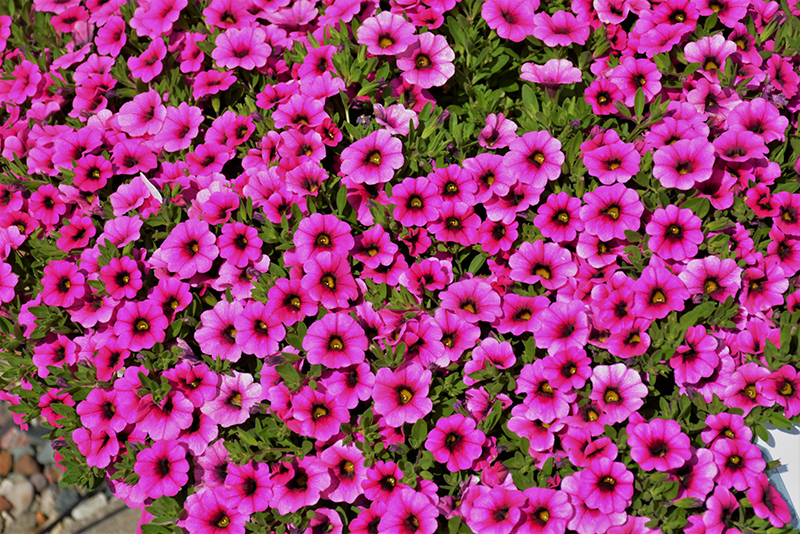 Colibri Pink Calibrachoa (Calibrachoa 'Colibri Pink') at Roger's Gardens