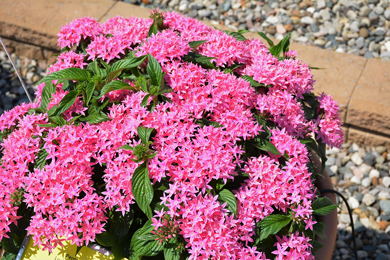 Lucky Star Pink Star Flower (Pentas lanceolata 'PAS1096468') at Roger's Gardens