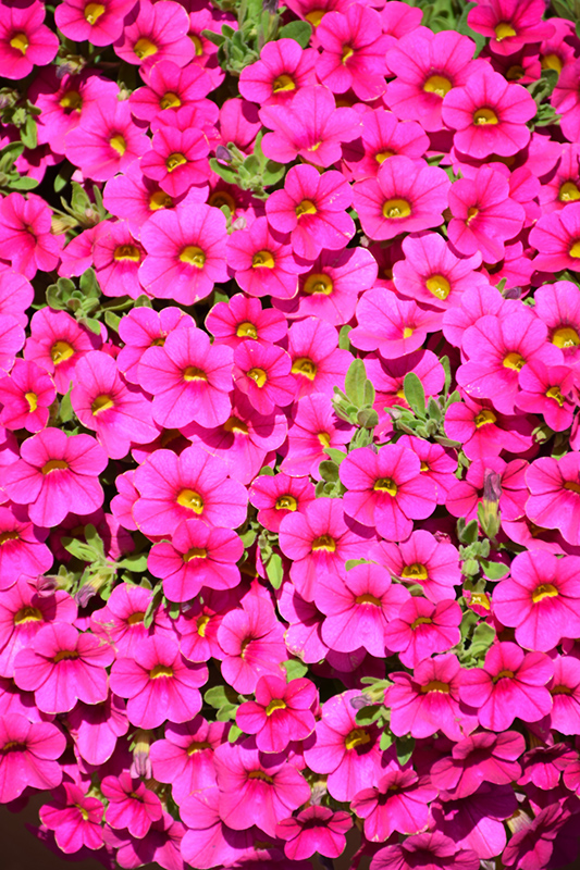 Million Bells Compact Brilliant Pink Calibrachoa (Calibrachoa 'Million Bells Compact Brilliant Pink') at Roger's Gardens