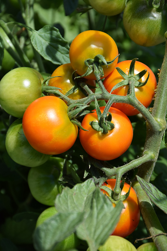 Red Profusion Tomato (Solanum lycopersicum 'Red Profusion') at Roger's Gardens